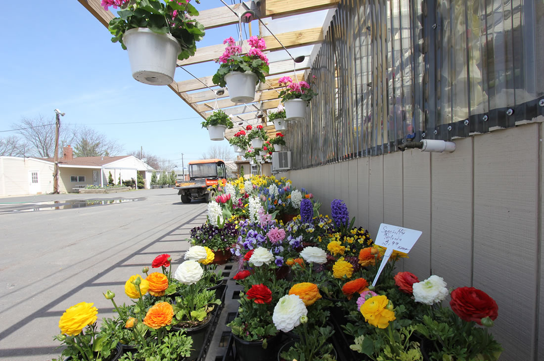 Seasonal Garden Center Longford Princeton, Lawrenceville, Hamilton NJ
