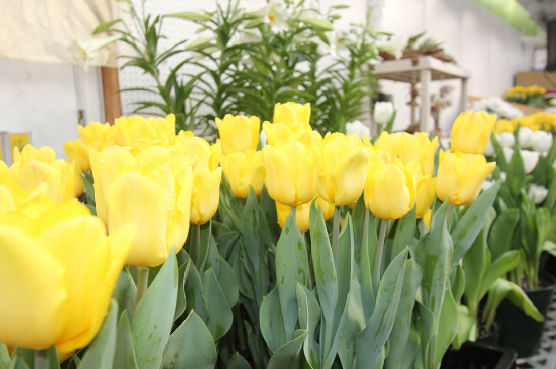 Seasonal Garden Center Longford Princeton, Lawrenceville, Hamilton NJ