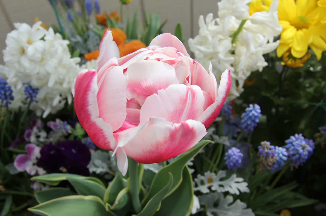 Seasonal Garden Center Longford Princeton, Lawrenceville, Hamilton NJ