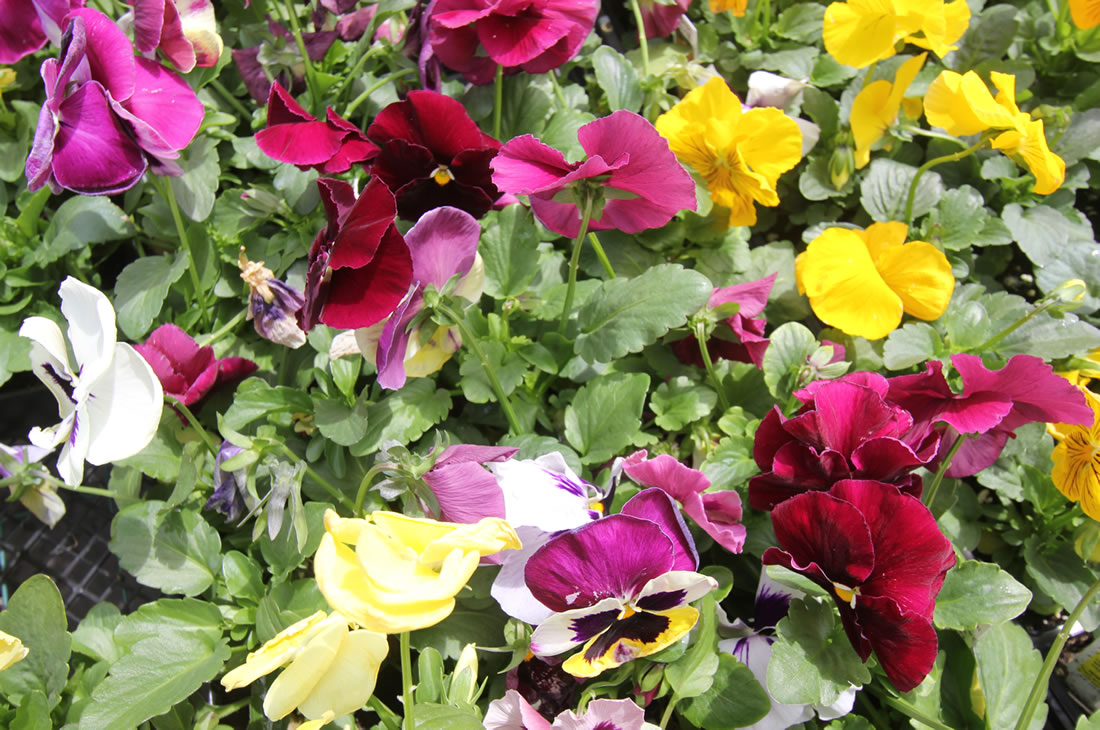 Seasonal Garden Center Longford Princeton, Lawrenceville, Hamilton NJ